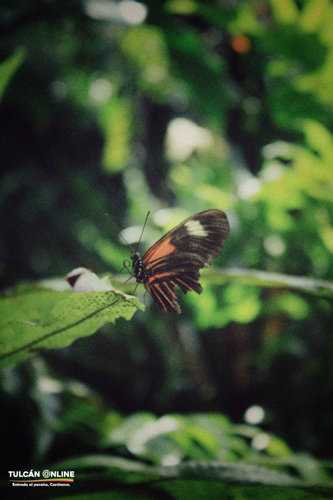 Mariposa1